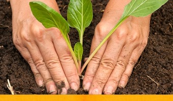 El programa Pro-Huerta llega a Villa Gesell