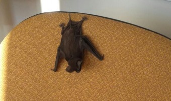 Zoonosis detect un murcilago con rabia en Villa Gesell