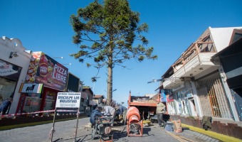 Se repar el sector que resguarda la Araucaria