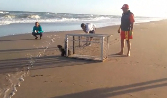 RESCATE DE FAUNA MARINA