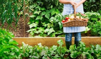 CAPACITACIN EN HUERTA Y ENTREGA DE SEMILLAS