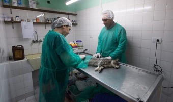 COMENZARON LAS CASTRACIONES GRATUITAS EN LOS BARRIOS