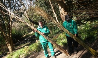 SEMANA ANUAL DE REFORESTACIN