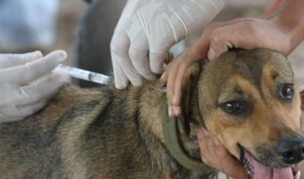 Zoonosis visita las plazas continuando con la vacunacin antirrbica