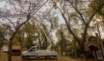 EL VIVERO MUNICIPAL TRABAJA EN PODA CON LA NUEVA HIDROGRA