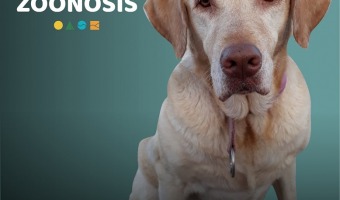 ANIMALES ENVENENADOS: EL RESULTADO DE LOS ANLISIS INDICA INTOXICACIN POR CARBOFURAN