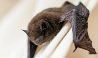 ZOONOSIS ESTUDI UN POSIBLE CASO DE RABIA EL CUAL DIO NEGATIVO