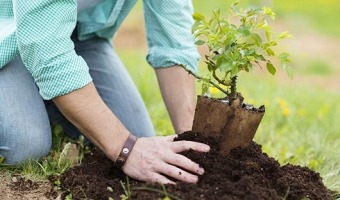 A plantar un árbol frutal