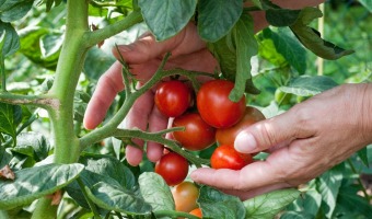 VIVERO ENTREGA PLANTINES DE TOMATES