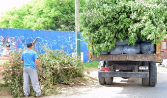 Contina la recoleccin de poda sobre la va pblica