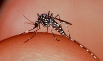 Para combatir el Dengue, lo mejor es la prevencin