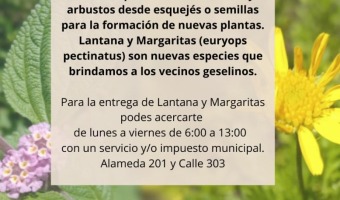 El Vivero Municipal hace entrega de plantines.