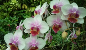 Tercera exposición de Orquídeas, cactus y suculentas