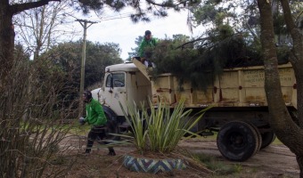 CORRALON CONTINUA CON EL CRONOGRAMA DE RECOLECCIN DE RESTOS DE PODA EN TODA LA CIUDAD