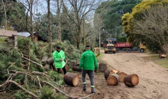 FINALIZ LA POCA DE PODA EN LA CIUDAD