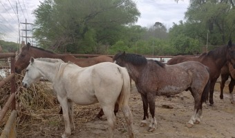 NUEVAS ACCIONES PARA ABORDAR LA PROBLEMTICA DE LOS CABALLOS SUELTOS EN LA RUTA 11