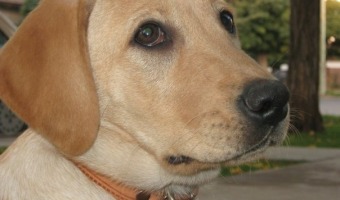 Esterilizaciones caninas y felinas