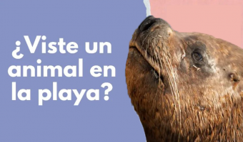 CHARLA INFORMATIVA SOBRE ANIMALES