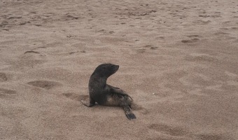 ANIMALES MARINOS VISITAN LAS COSTAS GESELINAS