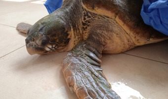 LA DIRECCIN DE ZOONOSIS RESCAT UNA TORTUGA MARINA