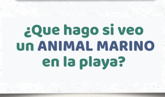 QU HACER SI VEMOS ANIMALES MARINOS EN LA COSTA?