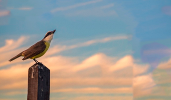 SUMATE A LAS SALIDAS DE OBSERVACIN Y CHARLA SOBRE AVES GESELINAS