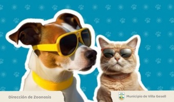 CUIDEMOS A LOS PERROS Y GATOS DEL CALOR!