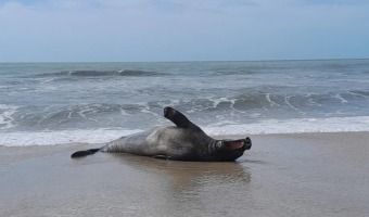 CONTINA EL MONITOREO Y VIGILANCIA DE ANIMALES MARINOS