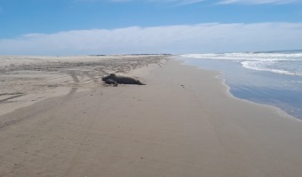 NACE UNA CRÍA DE ELEFANTE MARINO EN VILLA GESELL