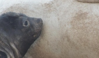 SE LANZÓ UNA CAMPAÑA PARA PONERLE NOMBRE AL PRIMER ELEFANTE MARINO GESELINO