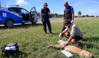 Un puma fue hallado anoche atropellado en la ruta, cerca del Acceso Norte