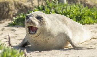 UN ELEFANTE MARINO DESCANSA EN NUESTRAS PLAYAS