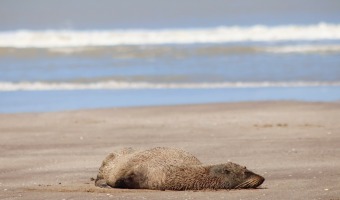 DA DE SOL Y PLAYA: UN LOBO MARINO DESCANSA EN NUESTRAS COSTAS