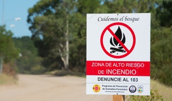 Cuidemos los bosques