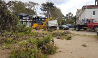 Remueven el rbol cado en Plaza de las Amricas