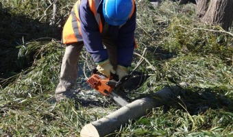 Inscribite al curso de Poda e Inventario Forestal