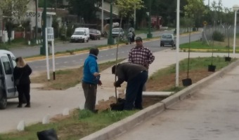 Forestando en la nueva terminal