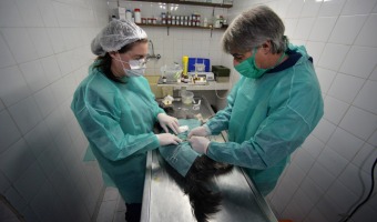 ZOONOSIS ESTERILIZ MS DE 148 MASCOTAS EN VEINTE DAS