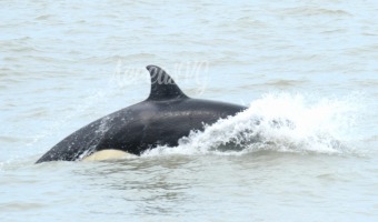 EL FIN DE SEMANA SE AVISTARON ORCAS EN EL MAR GESELINO