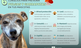 ZOONOSIS: SEIS CONSEJOS PARA PREVENIR PULGAS Y GARRAPATAS EN TUS MASCOTAS