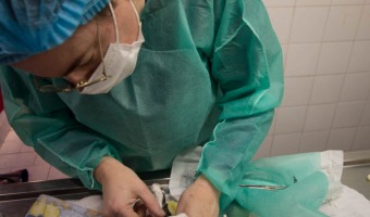 TENENCIA RESPONSABLE: CADA VEZ MS GESELINOS Y GESELINAS SE ACERCAN A ESTERILIZAR A SUS MASCOTAS