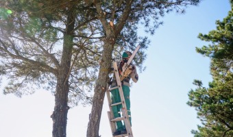 COORDINACIN, VIVERO Y SEGURIDAD SE SUMAN A LOS TRABAJOS EN MONTE RINCN