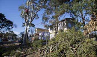 ARBOLADO PBLICO: CONTINAN LOS TRABAJOS DE PODA EN VILLA GESELL