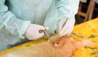 Zoonosis contina trabajando por las mascotas de Villa Gesell