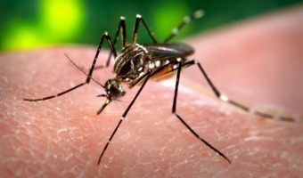 Embarazadas deben consultar al mdico antes de viajar a pases con virus ZIKA