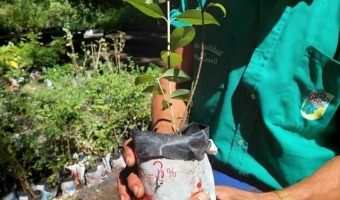 VIVERO MUNICIPAL CONTINA CON LA PRODUCCIN DE DISTINTAS ESPECIES