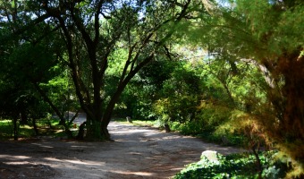 Se llev a cabo la celebracin por EL DA INTERNACIONAL DE LOS BOSQUES