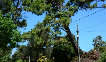 La Municipalidad tal un rbol que tena riesgo de caerse