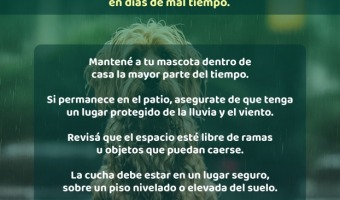ESPECIAL CUIDADO DE NUESTRAS MASCOTAS DURANTE LOS D�AS DE LLUVIA