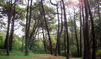 Villa Gesell celebrar el Da Internacional de los Bosques